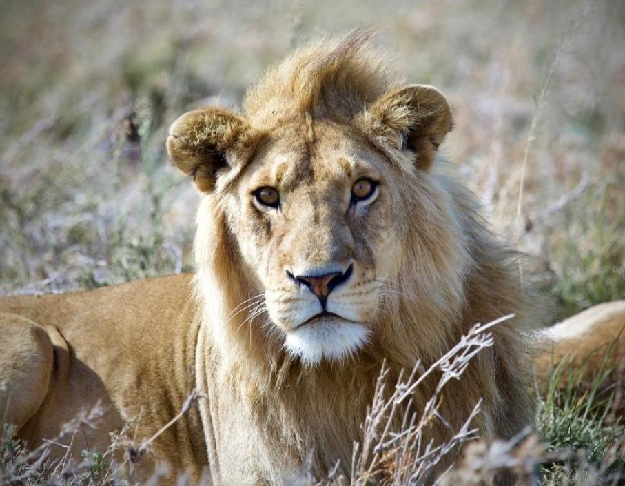 CE JOUR OÙ UN LION A CROISÉ MON REGARD