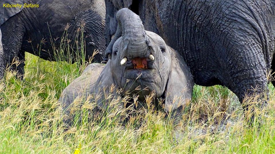 Serengeti 3