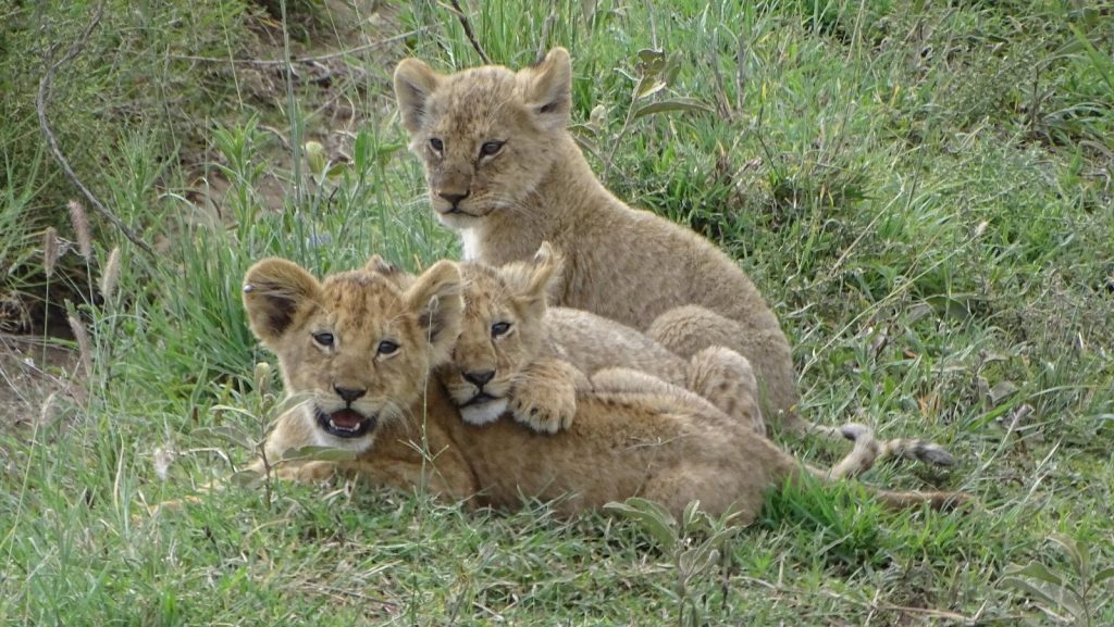 Trois lionceaux blottis les uns contre les autres dans les herbes de la savane en Tanzanie